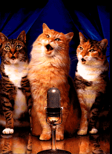 [gato34122.gif]