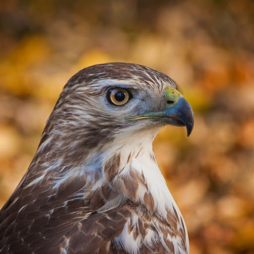 Hd-149787-ascw149787