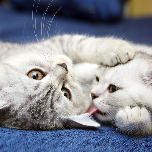 Hd-155240-ascw155240