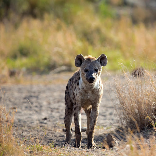 Hd-156646-ascw156646