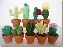 cactus 7