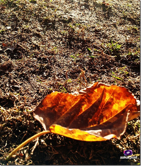 leaves-at-keshar-mahal