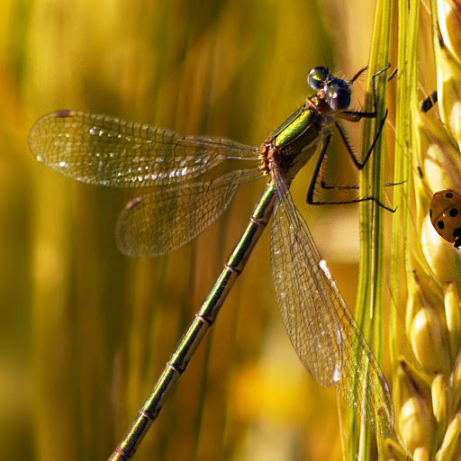 Hd-158295-ascw158295