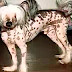 Funny Dogs & Cats Unusual Ugly Beauty is in the eye of the beholder