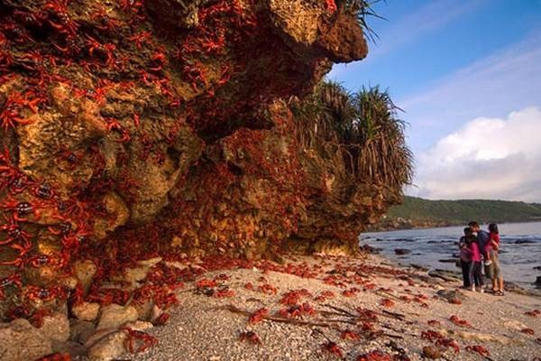 Crabes - Christmas Island 1