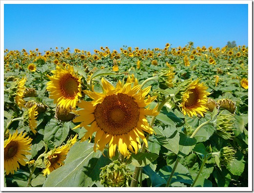 130706_CR102_sunflowers_11