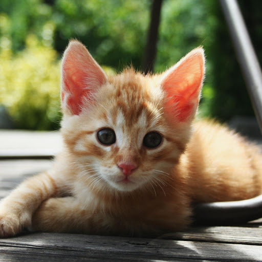 Hd-174411-ascw174411