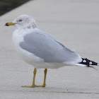 Ring billed gull