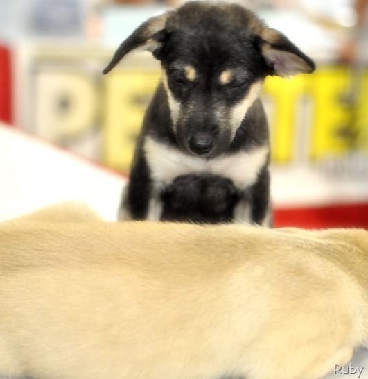 [mourning_doggy_2%255B13%255D.jpg]