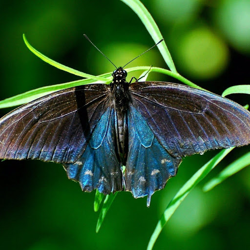 Hd-180311-ascw180311