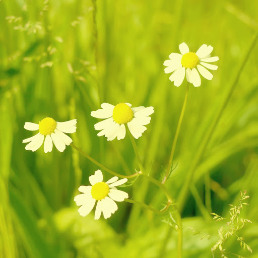 Hd-161267-ascw161267