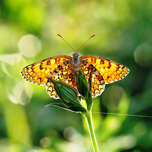 Hd-146269-ascw146269