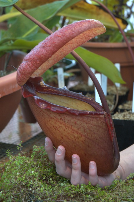 [11-12-2007_cultivated_Nepenthes_raja.jpg]