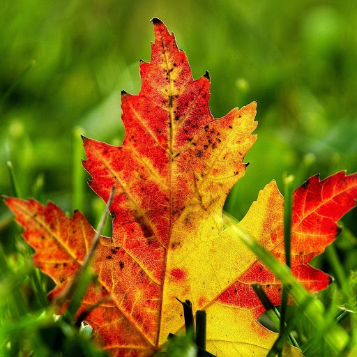 Hd-183357-ascw183357