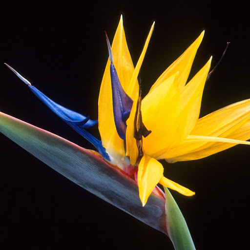 Hd-142539-ascw142539