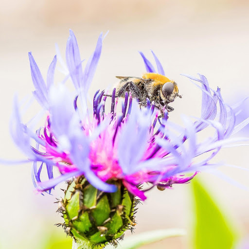 Hd-184720-ascw184720