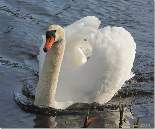 4-swan