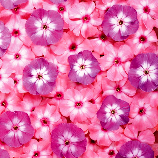 Hd-146110-ascw146110