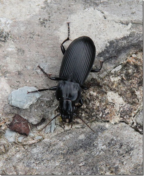 23-beetle Pterostichus niger