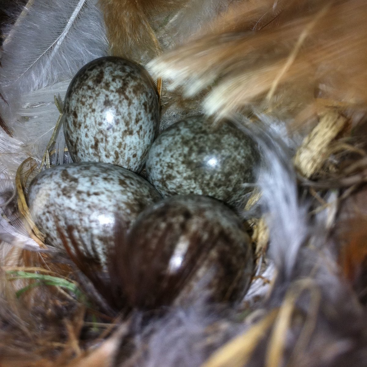 House sparrow eggs