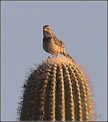 Cactus Wren