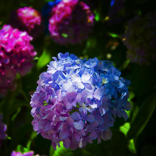 Hd-175276-ascw175276