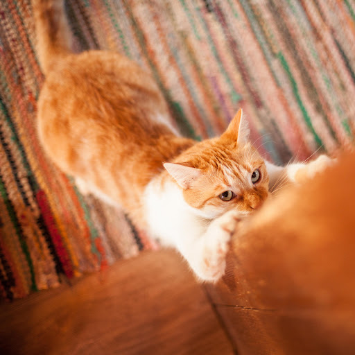 Hd-178880-ascw178880