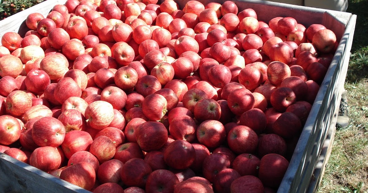 the Produce Clerk's Handbook How To Handle Royal Gala Apples