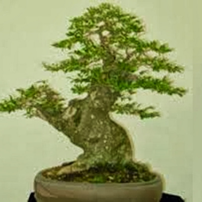 I bonsai di Bosso più pregiati sono quelli provenienti dall'isola di Formosa.