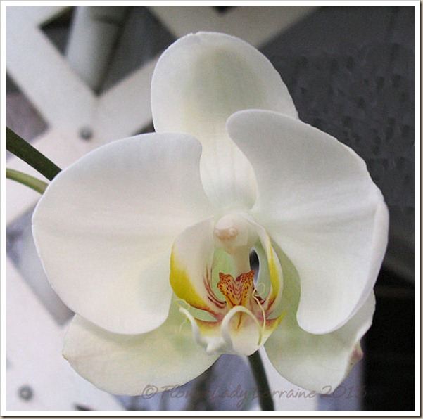 02-03-orchid2