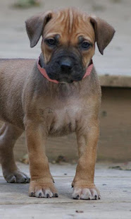 购买boerboel壁纸(圖4)-速報App