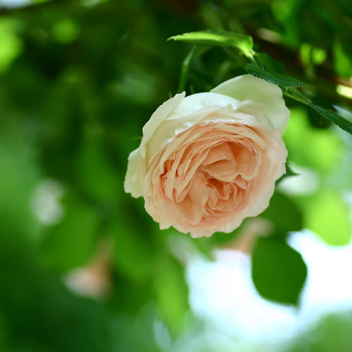 Hd-165811-ascw165811