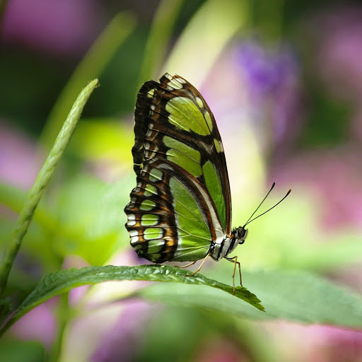 Hd-145942-ascw145942