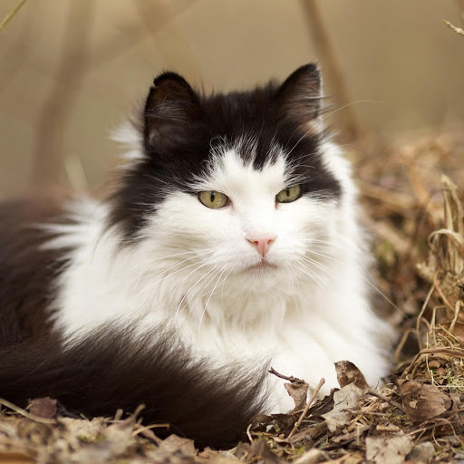 Hd-135539-ascw135539