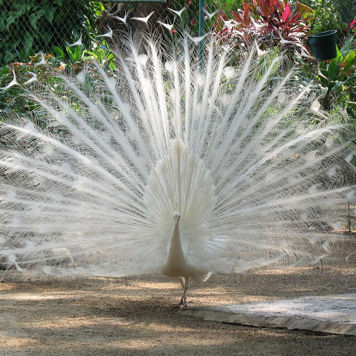 Hd-132838-ascw132838