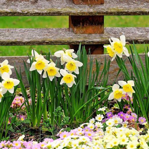 Hd-181775-ascw181775