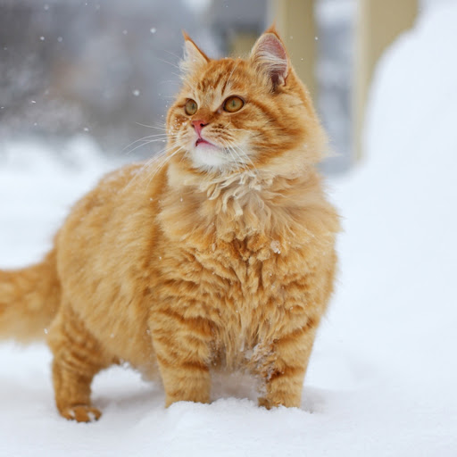 Hd-132137-ascw132137