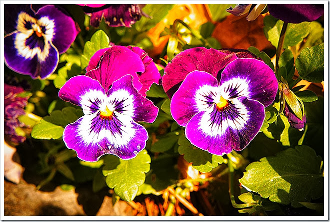 free-images-flowers-1 (1092)