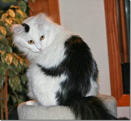 gatos con manchas cosasdivertidas info (9)