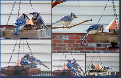 Blue Jay Collage