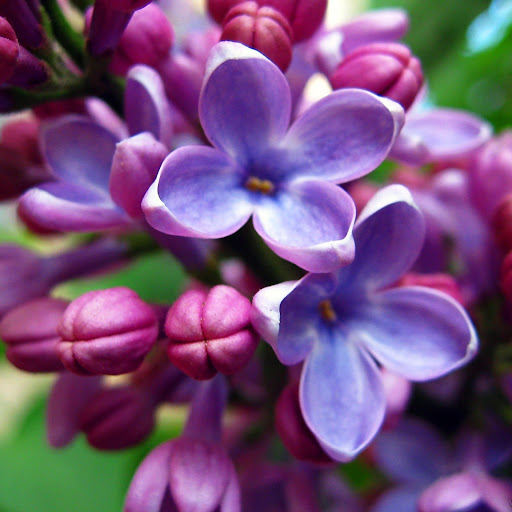 Hd-155072-ascw155072