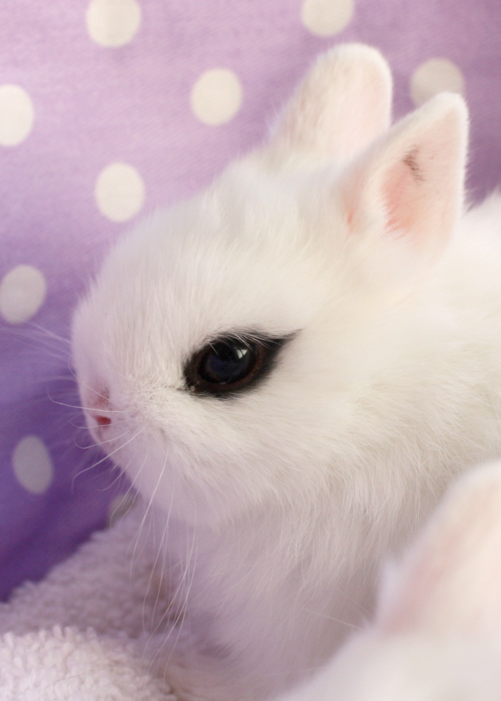 My boyfriend keeps pictures of bunnies on his phone to send me when I'm