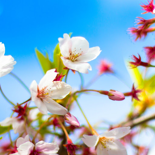 Hd-186064-ascw186064