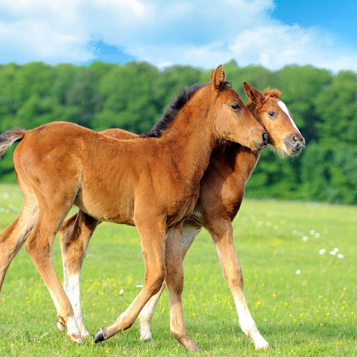 Hd-171474-ascw171474