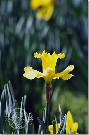 cr-up-daffodil-wb-3342-