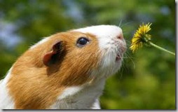 conejos con flor (4)