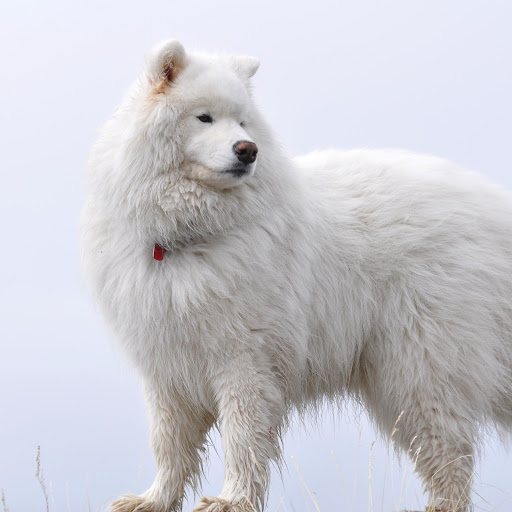 Hd-178103-ascw178103