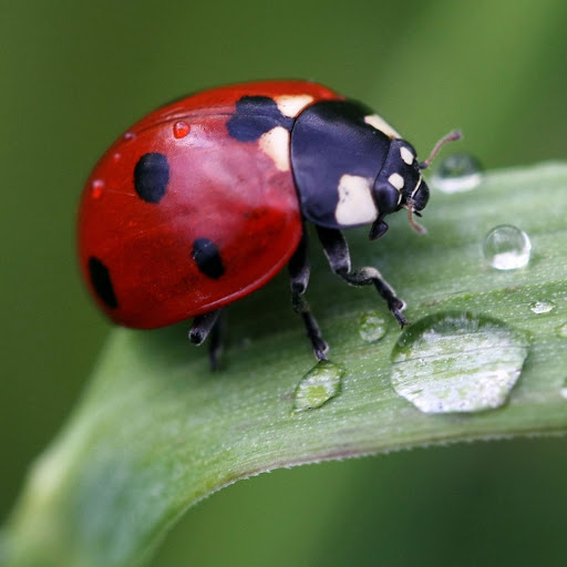 Hd-155973-ascw155973