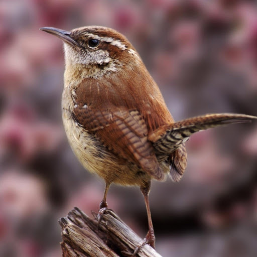 Hd-180579-ascw180579