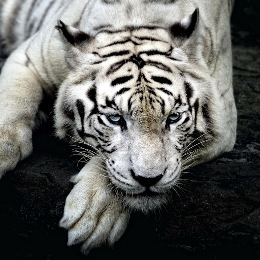 Hd-184176-ascw184176